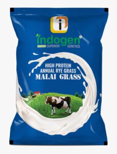Malai Grass